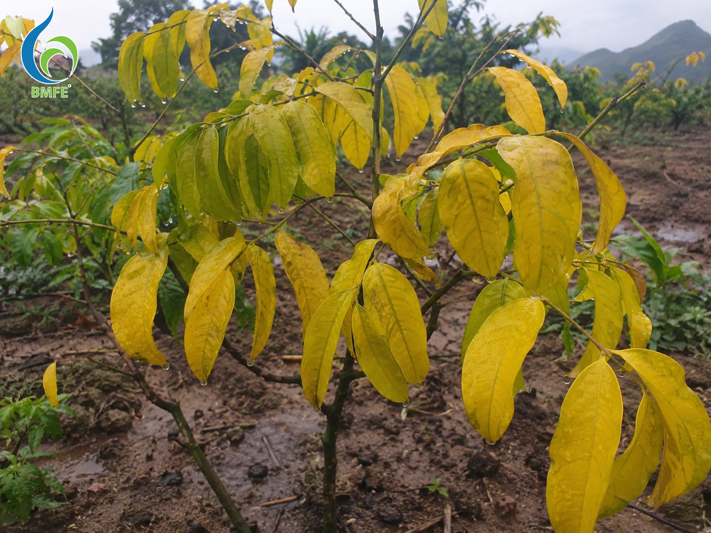 cây vàng lá sau mưa do rễ yếu