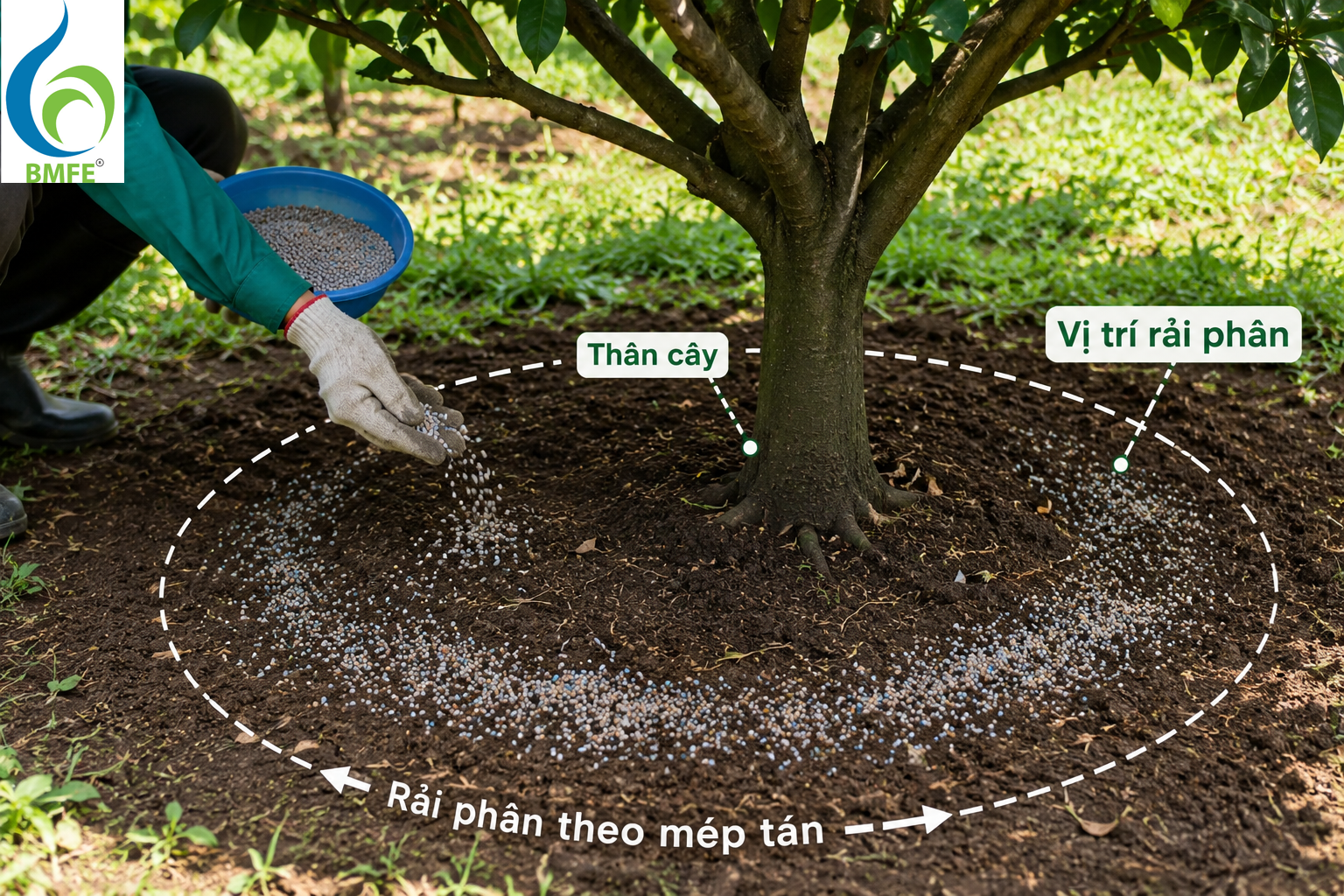 Bón Phân Rải Gốc, Tưới Gốc