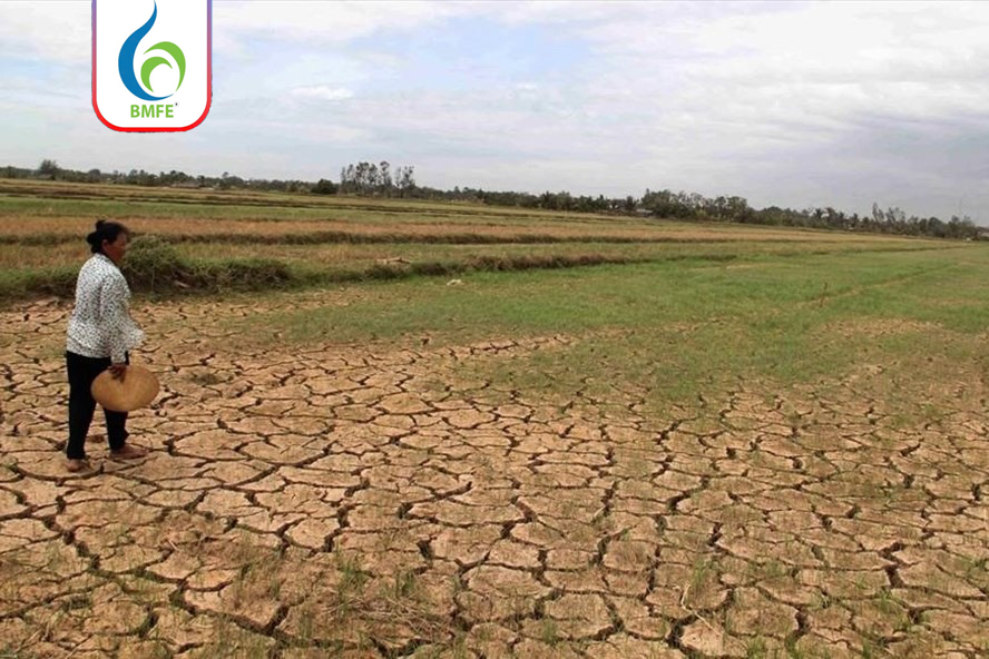 Hạn mặn 2026: Giải pháp bảo vệ và giải độc mặn sầu riêng từ BMFE CORP