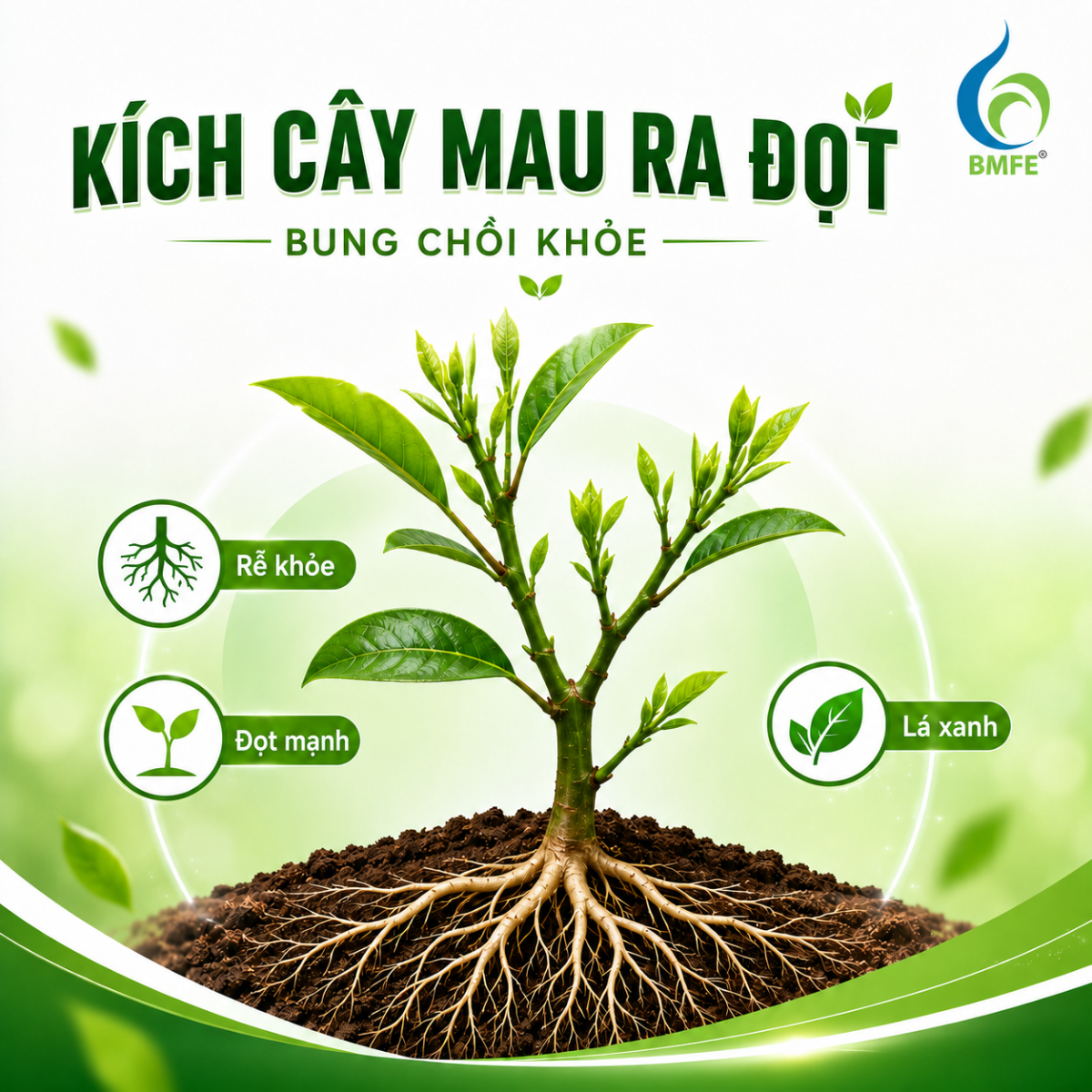 Làm Sao Kích Cây Mau Ra Đọt, Bung Chồi Khỏe?