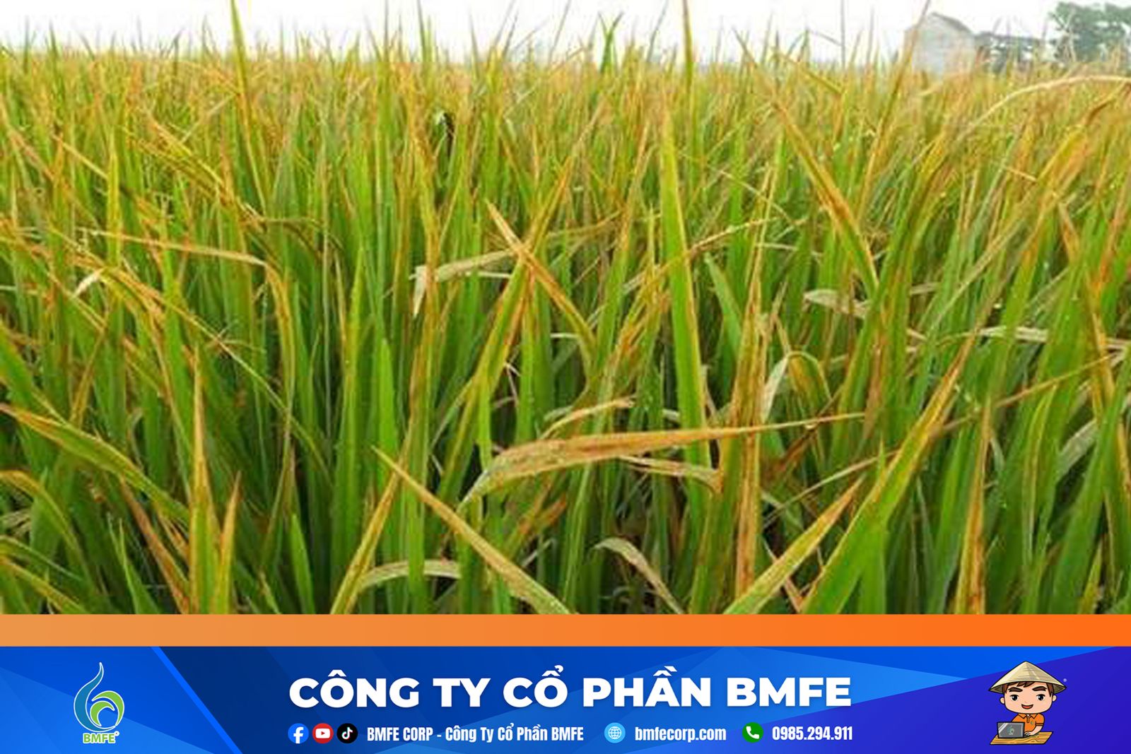 Lúa bị vàng lá: Nguyên nhân và cách xử lý hiệu quả