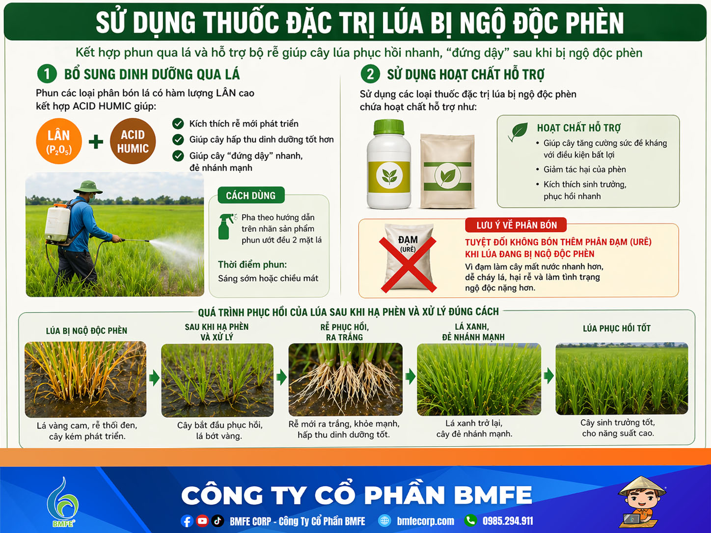 Sử dụng thuốc đặc trị lúa bị ngộ độc phèn