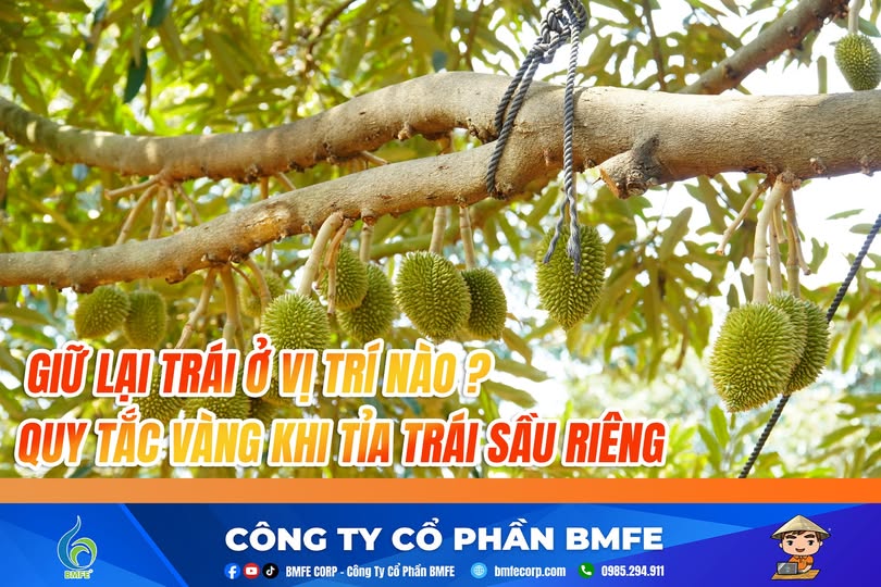 GIỮ LẠI TRÁI Ở VỊ TRÍ NÀO? QUY TẮC "VÀNG" TRONG KỸ THUẬT TỈA TRÁI SẦU RIÊNG