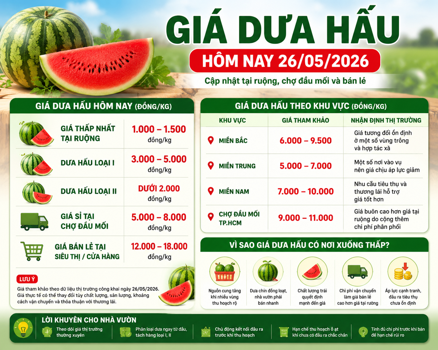 Giá Dưa Hấu Hôm Nay 26/05/2026 Tại Ruộng, Chợ Đầu Mối