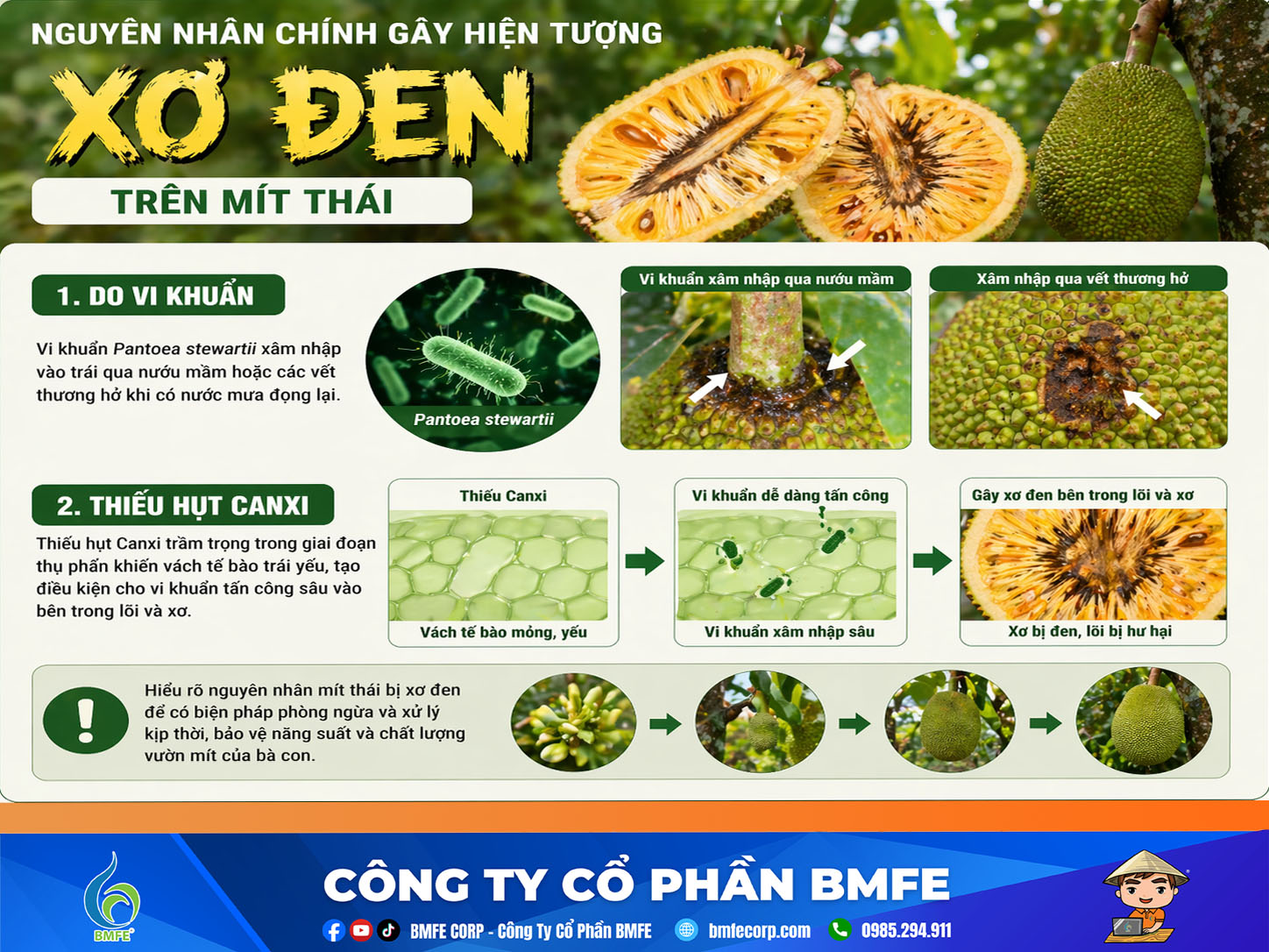 Nguyên nhân chính gây hiện tượng xơ đen