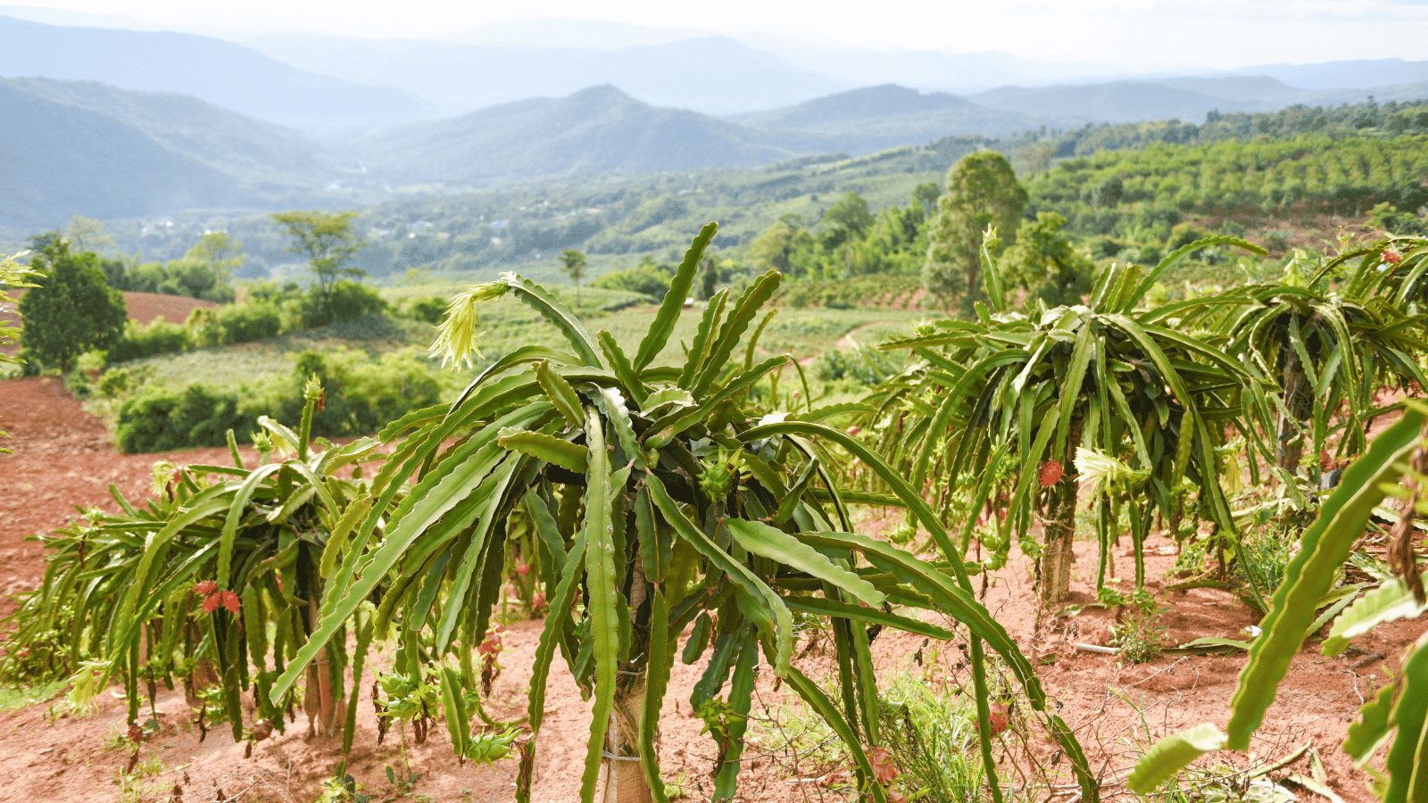 CHUẨN BỊ ĐẤT TRỒNG THANH LONG