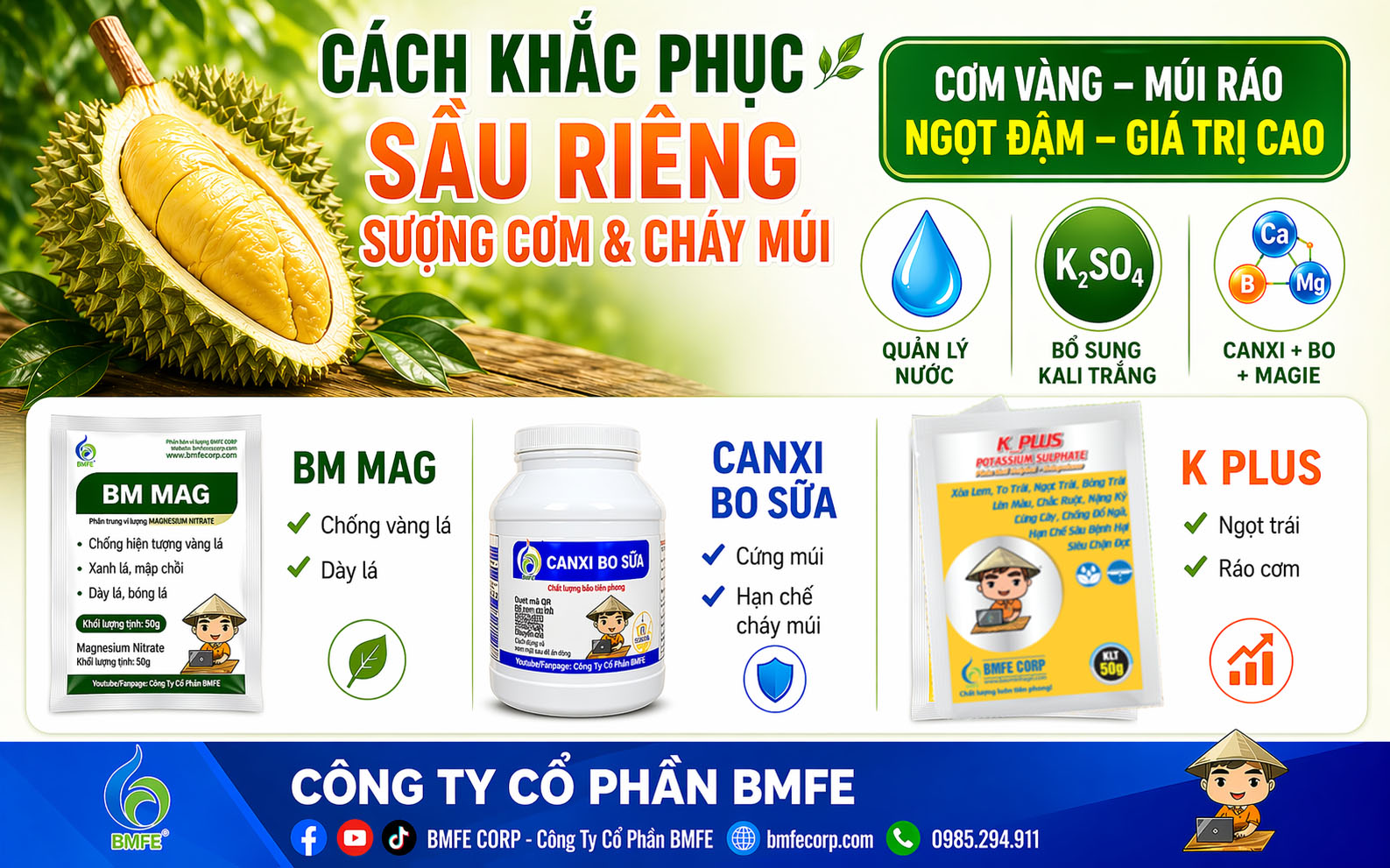 Cách khắc phục sầu riêng sượng cơm và cháy múi hiệu quả