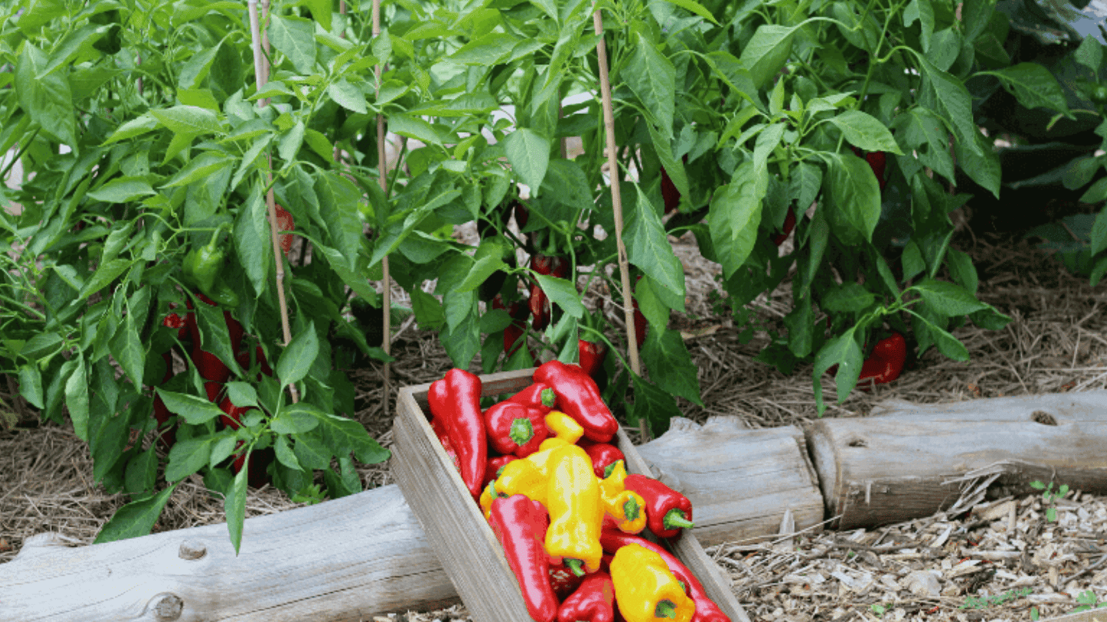 Giải pháp để cải thiện sự phát triển của rễ