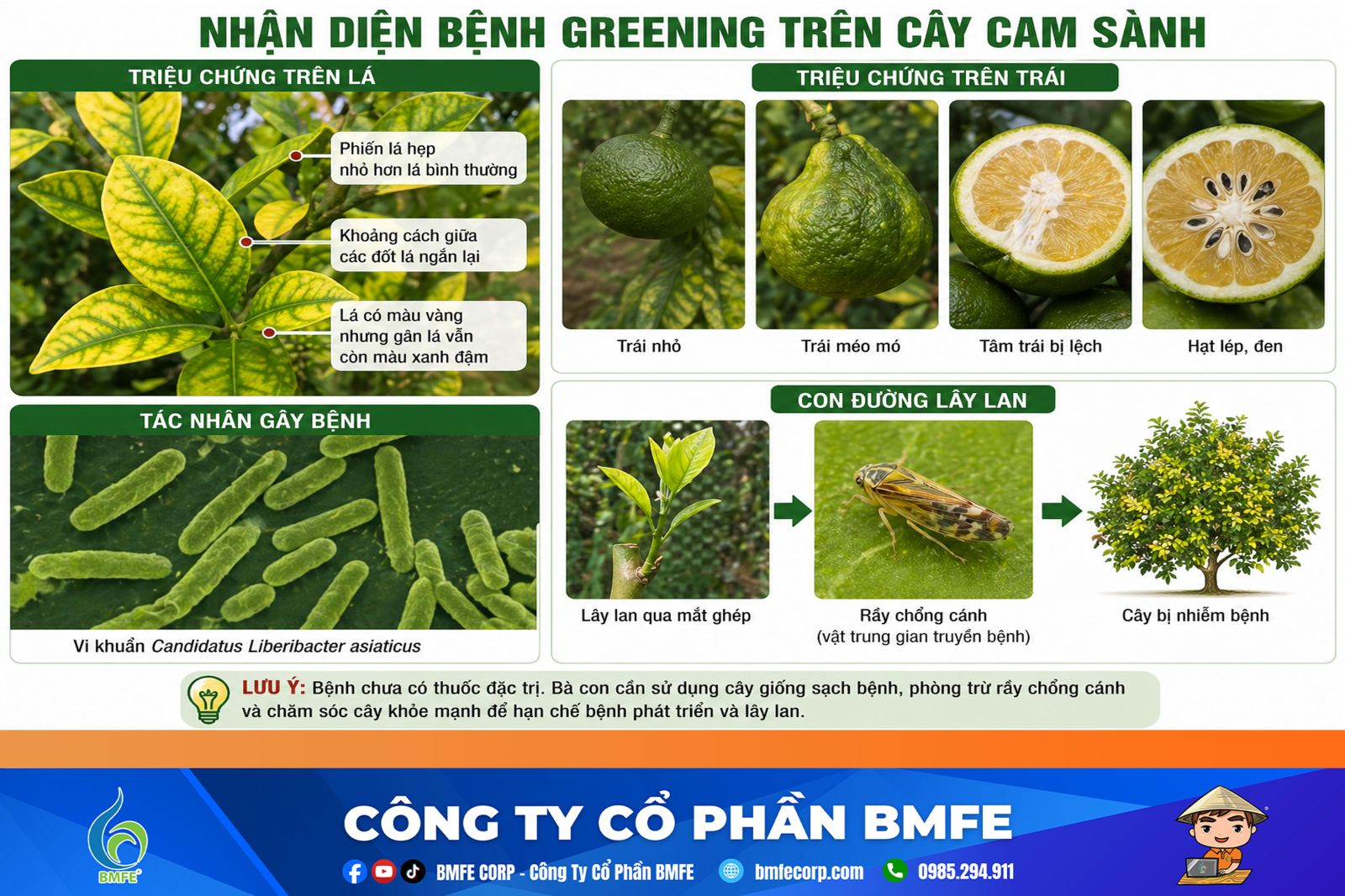 Nhận diện bệnh Greening trên cây cam sành