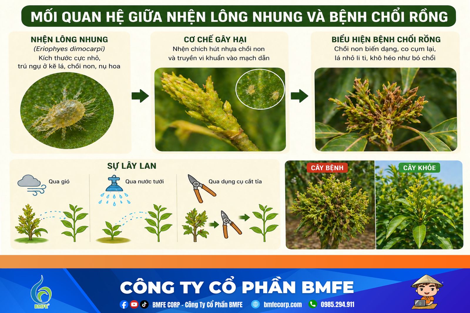 Quản lý bệnh chổi rồng trên cây nhãn và cách phòng trừ