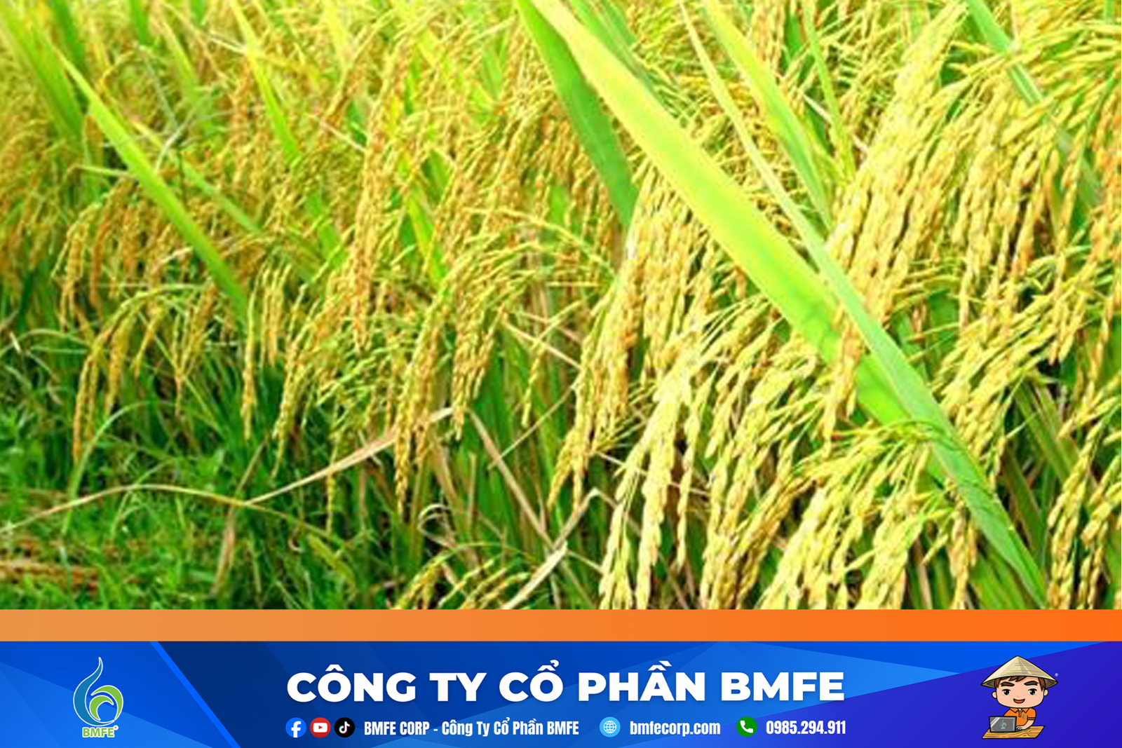 Khô hạn tại cánh đồng Tứ Câu: Hàng trăm sào lúa nguy cơ mất trắng