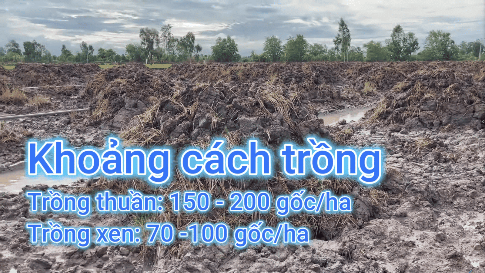 Khoảng Cách Trồng Cây