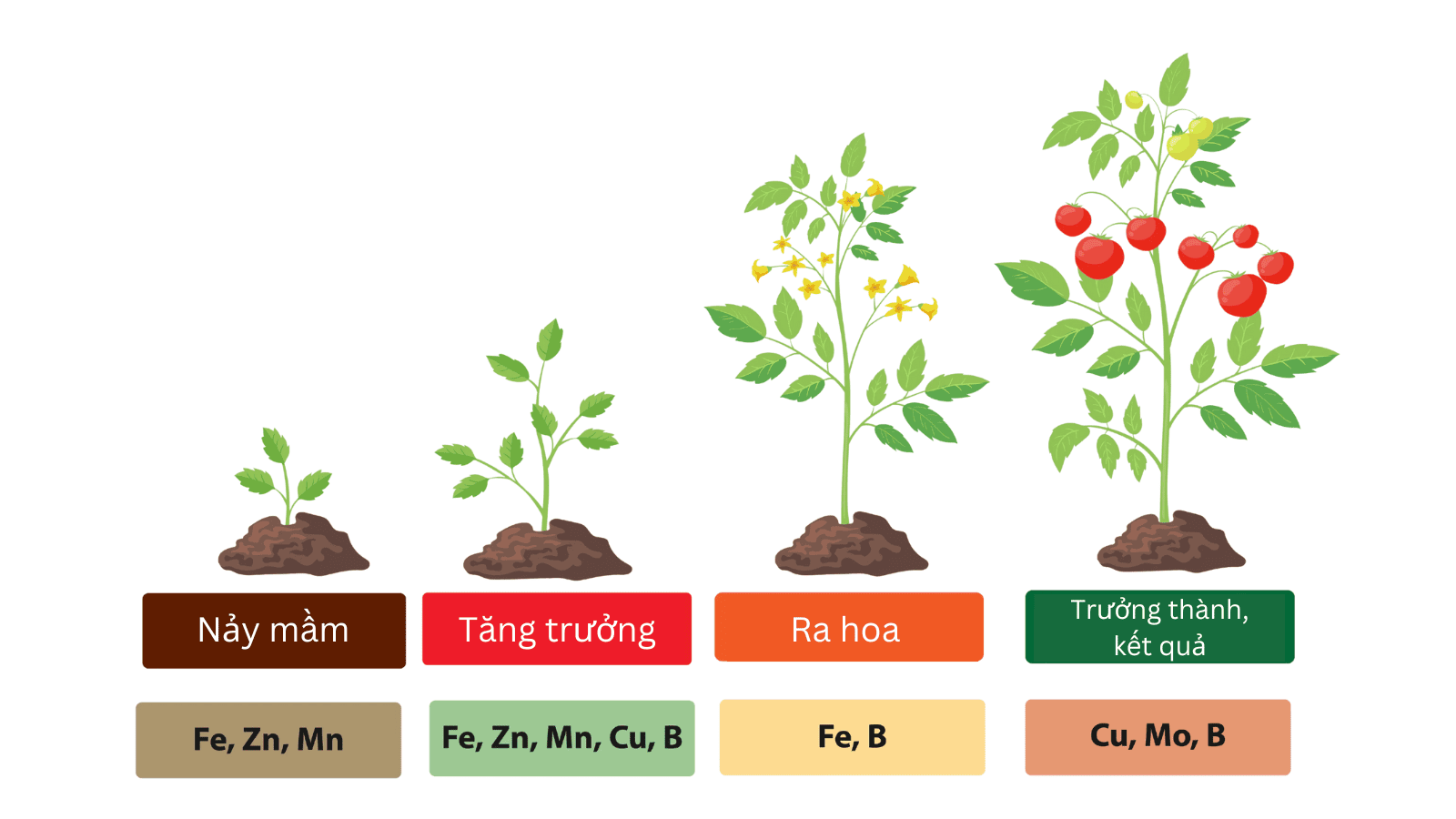 Tại sao cần sử dụng phân bón trung vi lượng