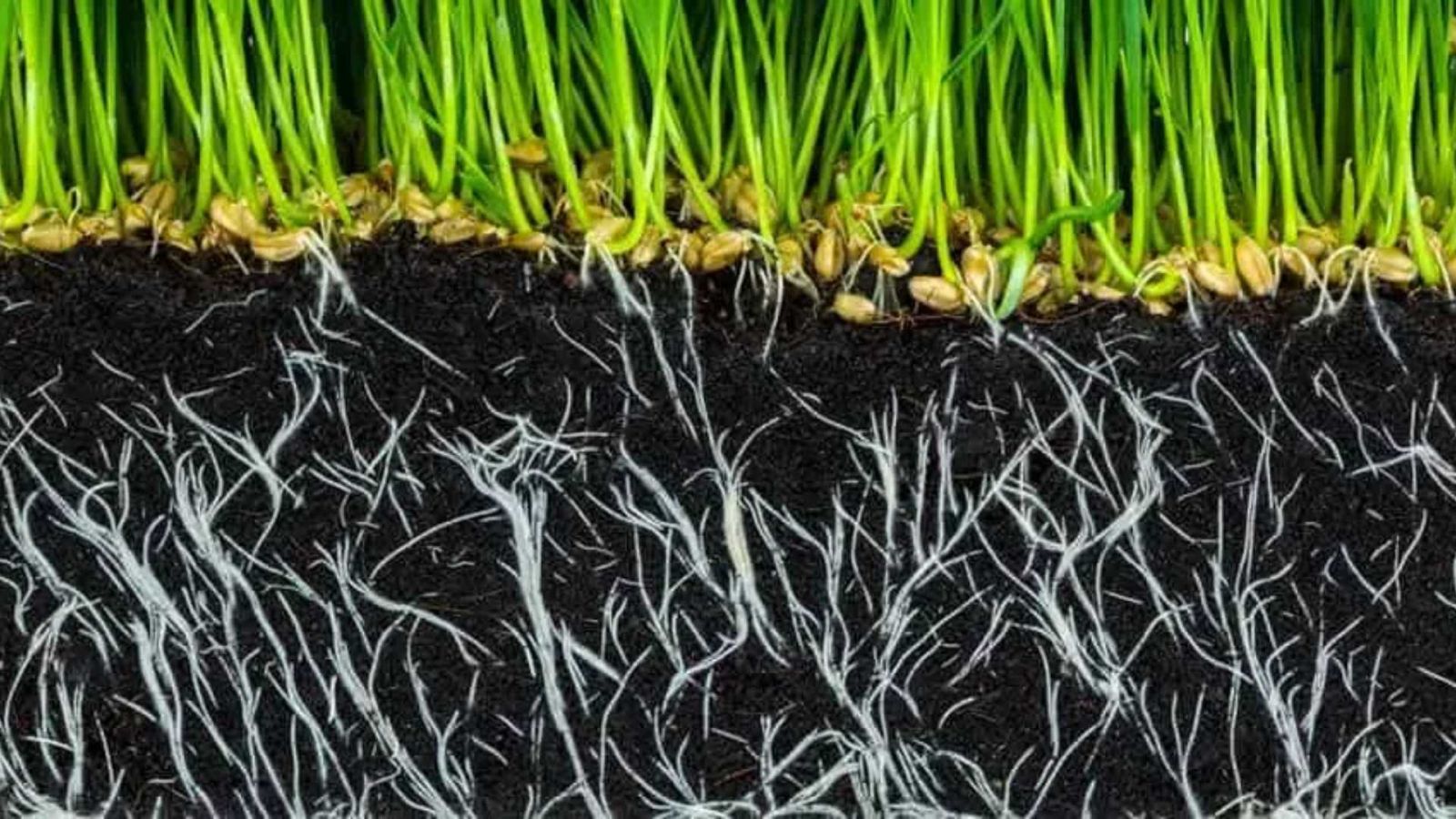 Vai trò của phân bón Humic trong nông nghiệp