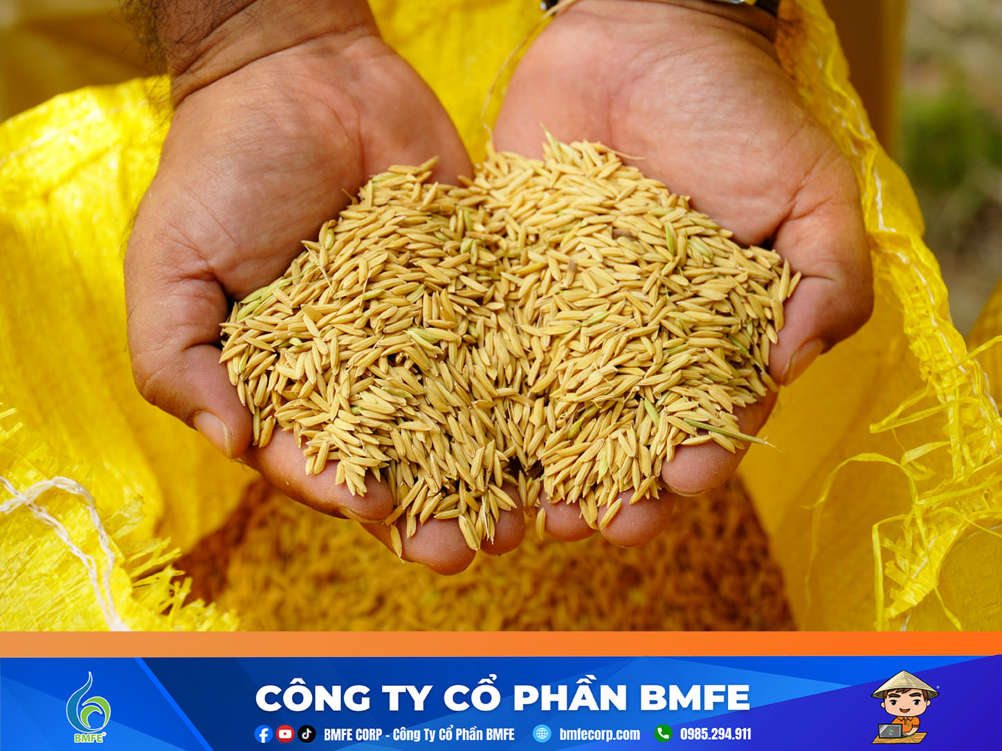 Dinh dưỡng cho lúa giai đoạn trổ đều: Bí quyết hạt vàng sáng, nặng ký