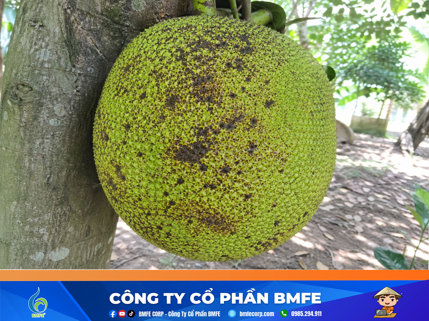 Cách trị mít bị nám da, cháy nắng hiệu quả cho nhà vườn