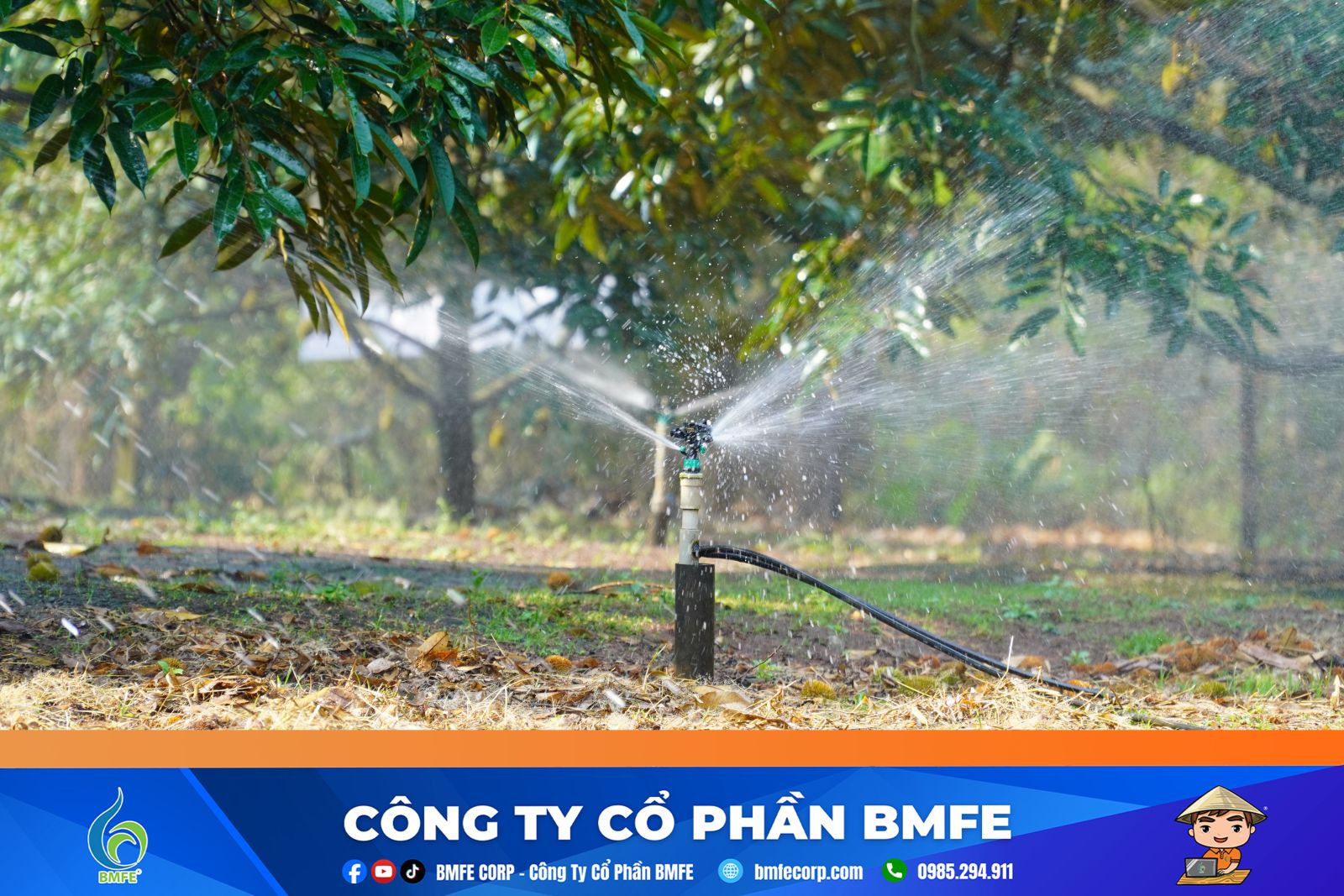 Kỹ thuật tưới nước sầu riêng mùa nắng 