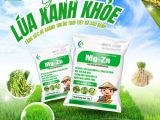 ដំណោះស្រាយ “ស្រូវបៃតងមាំមួន” – បង្កើនភាពធន់នឹងអាកាសធាតុ និងសត្វល្អិតជាមួយ Mg-Zn BMFE