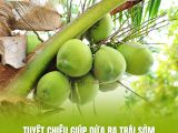 Tuyệt Chiêu Giúp Dừa Ra Trái Sớm – Áp Dụng Đúng Kỹ Thuật Để Thu Hoạch Nhanh, Trái Đều