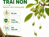 Vì Sao Cây Ăn Trái Bị Rụng Trái Non?