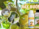 រៃបឺម – គ្រោះថ្នាក់ធ្ងន់ធ្ងរចំពោះដើមឈើផ្លែឈើ និងដំណោះស្រាយគ្រប់គ្រងពី BMFE