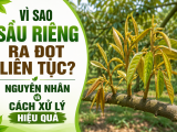 Vì sao sầu riêng ra đọt liên tục? Nguyên nhân và cách xử lý hiệu quả