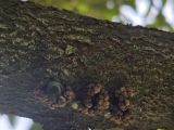ការម៉ាត់ផ្លែស្រល់ (Durian Eye) ប្រែខ្មៅ៖ មូលហេតុ និងវិធីការពារ