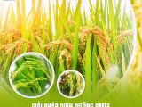 GIẢI PHÁP DINH DƯỠNG BMFE CHO GIAI ĐOẠN TRỔ – CHẮC HẠT – CHÍN TỚI