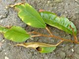 Phần 4: Quản lý sâu bệnh hại (tt) | Quy trình kỹ thuật trồng cây Sầu Riêng giai đoạn kiến thiết cơ bản