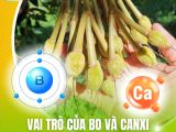 Vai Trò Của Bo Và Canxi Trong Việc Hạn Chế Rụng Trái Non Trên Cây Sầu Riêng