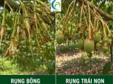 Nguyên nhân sầu riêng rụng bông, rụng trái non và cách khắc phục nhanh