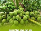 Dinh Dưỡng Vàng Cho Dừa: Các Loại Phân Bón Giúp Dừa Tăng Năng Suất Tối Đa
