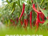 Làm Sao Để Cây Ớt Cho Năng Suất Ổn Định Qua Nhiều Đợt Thu Hoạch?
