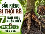 Sầu riêng bị thối rễ: 7 dấu hiệu nhận biết và cách xử lý hiệu quả