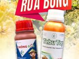 បញ្ហាផ្កាធ្លាក់ ផ្កាស្ងួត និងផ្កាពណ៌ខ្មៅលើដំណាំទឹកឃ្មុំសៅរៀង – មូលហេតុ និងដំណោះស្រាយមានប្រសិទ្ធភាព
