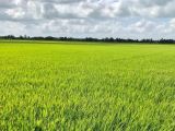 QUẢN LÝ NƯỚC TIẾT KIỆM – TƯỚI “ƯỚT-KHÔ” XEN KẼ CHO CÂY LÚA