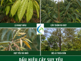 Kỹ thuật phục hồi vườn sầu riêng sau thu hoạch tránh suy cây, vàng lá