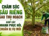 Chăm sóc sầu riêng sau thu hoạch giúp cây nhanh phục hồi, chuẩn bị vụ mới