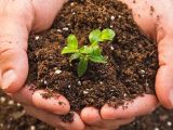 PHÂN BÓN KÍCH RỄ ĐỐI VỚI CÂY TRỒNG