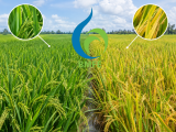 Cùng một ruộng lúa, tại sao chỗ xanh – chỗ vàng?