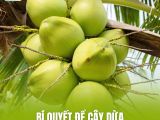 Bí Quyết Để Cây Dừa Luôn Xanh Tốt Và Sai Quả Quanh Năm