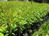 Phần 2: Chuẩn Bị Đất Trồng (tt) | Quy trình kỹ thuật trồng cây Sầu Riêng giai đoạn kiến thiết cơ bản