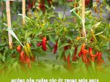 Hướng Dẫn Chăm Sóc Ớt Trong Mùa Mưa Để Hạn Chế Nấm Bệnh Tấn Công