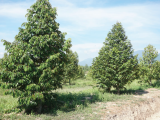 Phục hồi cây sau thu hoạch | Quy trình kỹ thuật trên cây Sầu Riêng (Phần 1)