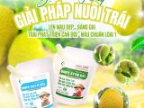 គូបំប៉នបែបបច្ចេកវិជ្ជា – សម្រាប់ផ្លែស្វាយចេកសាច់ក្រហម Indo ដល់ស្តង់ដារថ្នាក់ទី ១