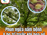 Bí Quyết Phun Ngừa Nấm Bệnh Và Bọ Trĩ Trước Khi Hoa Sầu Riêng Nở
