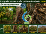 Cảnh báo các loại nấm khuẩn hại cây ăn trái tháng 5 và cách phòng trị