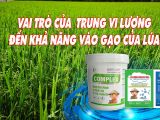 តួនាទីសារធាតុចិញ្ចឹមប្រភេទមធ្យម និងមីក្រូក្នុងដំណាក់កាលបំពេញអង្ករ (Grain Filling) នៃដំណាំស្រូវ – ការកែលម្អទិន្នផល និងគុណភាពអង្ករ