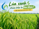 Lúa xanh chưa chắc là lúa khỏe! 3 dấu hiệu bà con dễ nhìn nhầm
