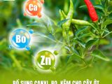 Bổ Sung Canxi, Bo, Kẽm Cho Cây Ớt Giúp Hạn Chế Rụng Hoa, Rụng Trái